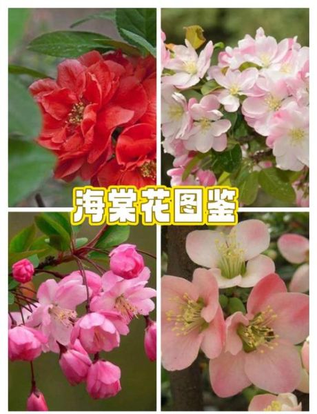 海棠花图片大全_如何识别不同品种