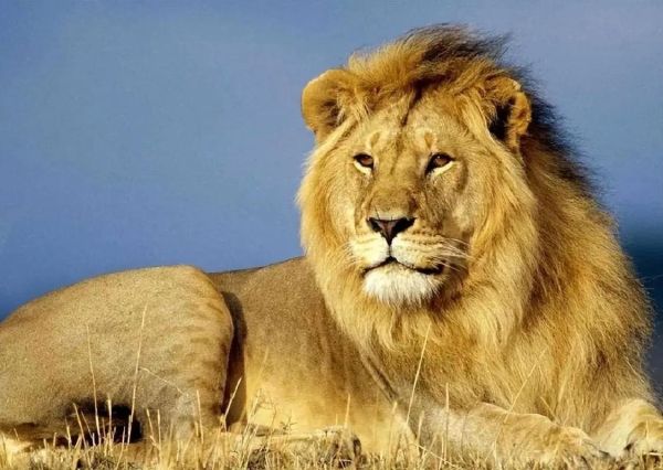 凶猛动物图片大全_如何安全收藏