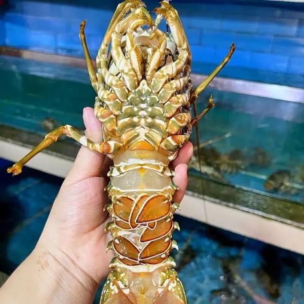 小青龙长什么样_小青龙图片大全怎么找