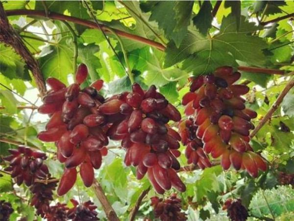 孕妇梦到葡萄是什么意思_孕妇梦见葡萄生男生女