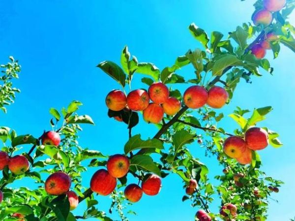 梦到很多苹果是什么意思_周公解梦苹果象征