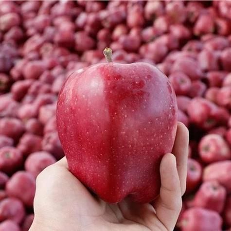 梦到很多苹果是什么意思_周公解梦苹果象征