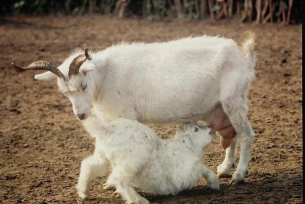 梦到山羊是什么意思_梦见山羊是吉兆吗