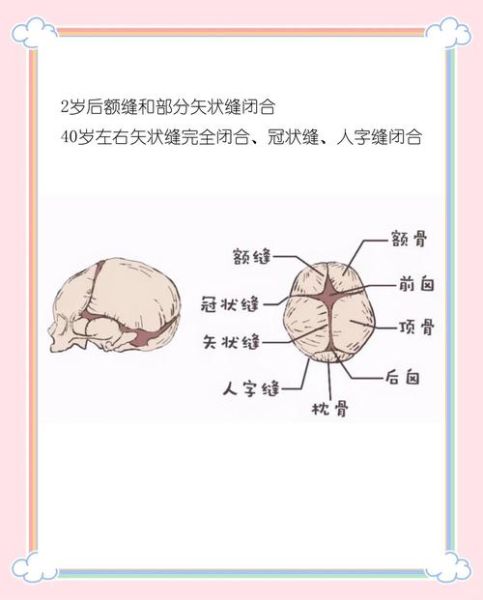 正常宝宝冠状缝图片_冠状缝闭合时间