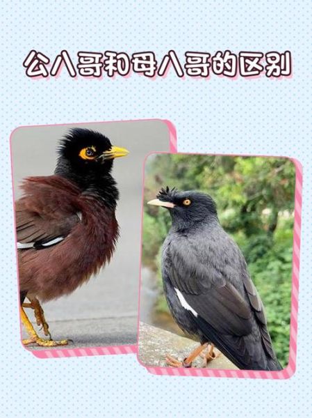 八哥图片大全_八哥鸟怎么区分公母