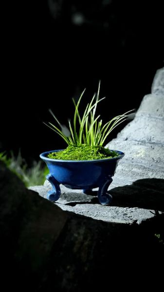 菖蒲图片大全_菖蒲怎么养