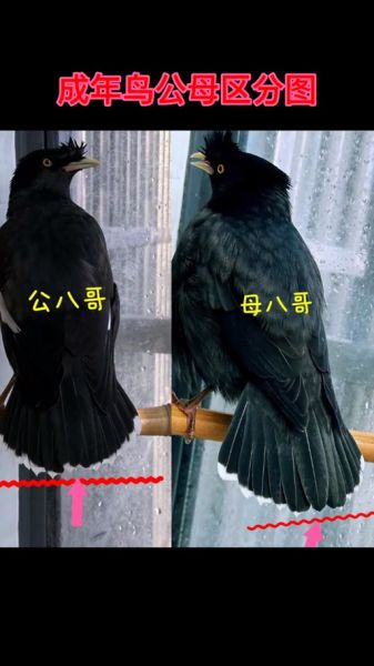 八哥图片大全_八哥鸟怎么区分公母