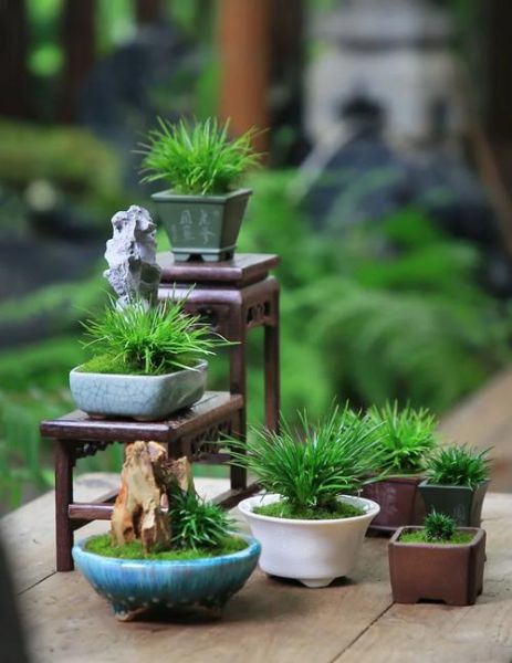 菖蒲图片大全_菖蒲怎么养