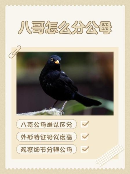 八哥图片大全_八哥鸟怎么区分公母