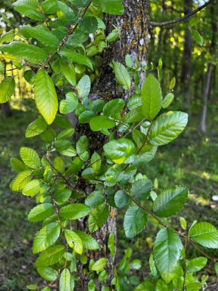 榆树图片大全_榆树品种怎么区分