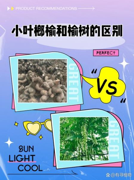 榆树图片大全_榆树品种怎么区分