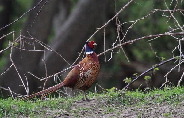 野鸡图片大全大图_野鸡长什么样