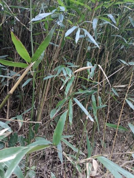 梦到竹竿是什么意思_竹竿梦境解析