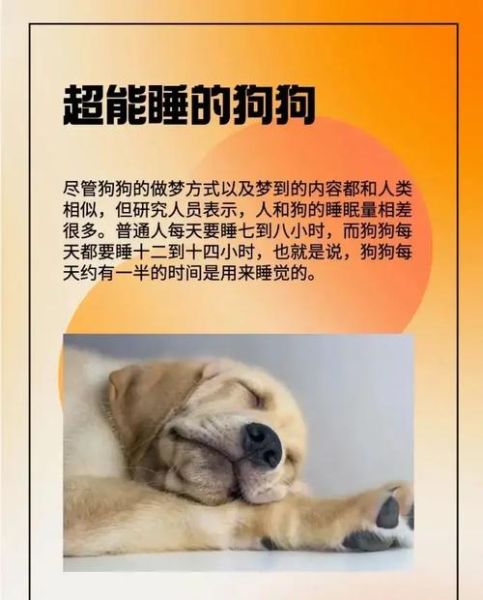 梦到小狗是什么意思_梦见小狗代表什么