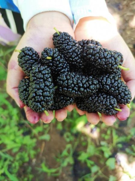 桑葚图片大全_桑葚长什么样