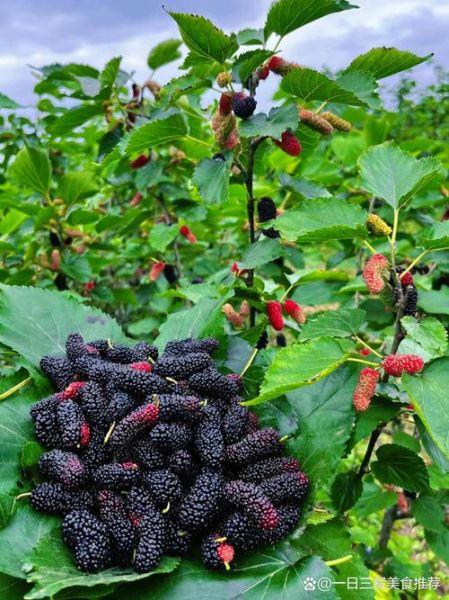 桑葚图片大全_桑葚长什么样