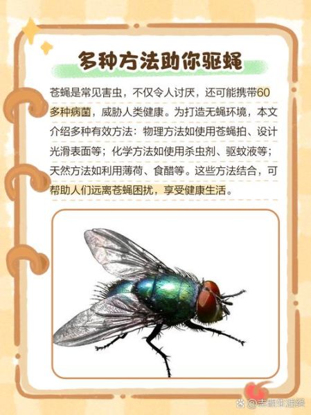 梦到好多苍蝇是什么意思_梦到苍蝇怎么破解