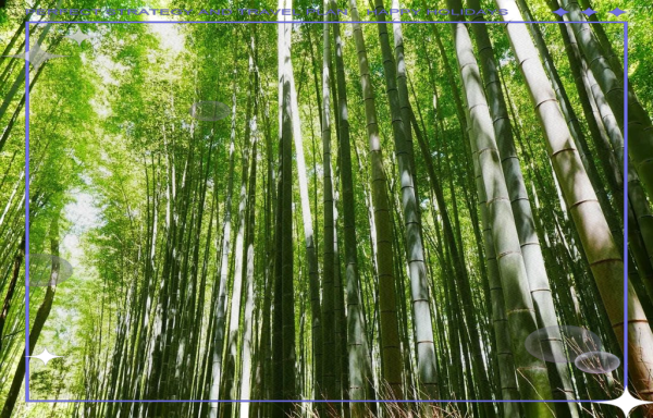 梦到竹林是什么意思_梦到竹林预示什么