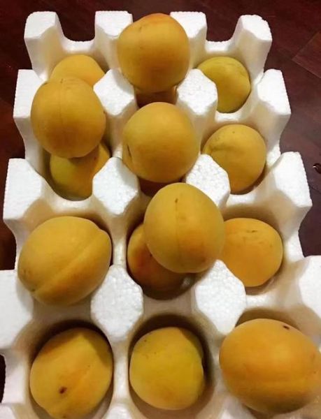 梦到吃杏子是什么意思_孕妇梦见吃杏子预示什么