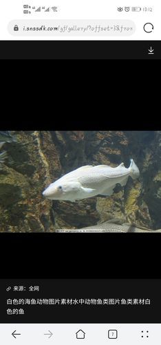 女人梦到白色的鱼_白色鱼梦境寓意