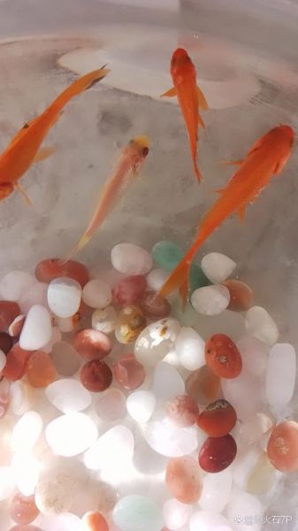 女人梦到白色的鱼_白色鱼梦境寓意