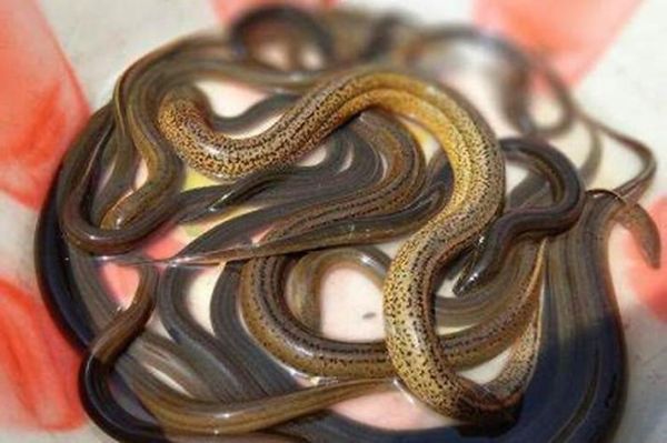 孕妇梦到很多黄鳝是什么意思_孕妇梦见黄鳝生男生女