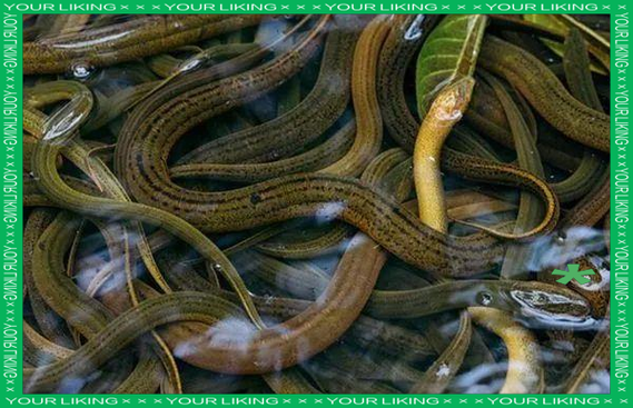 孕妇梦到很多黄鳝是什么意思_孕妇梦见黄鳝生男生女