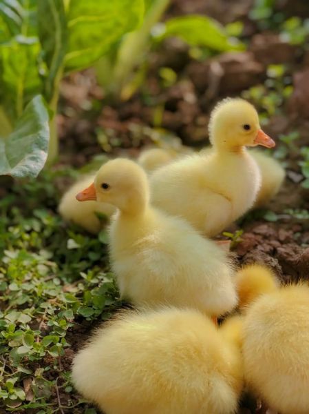 小鹅图片大全_如何挑选高清萌图