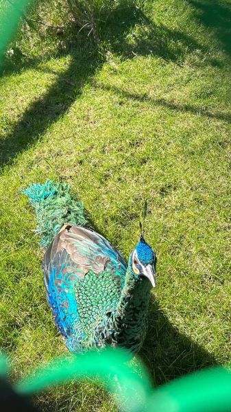 绿孔雀图片大全_如何分辨绿孔雀真假