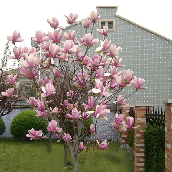 花树图片大全_哪些品种适合庭院种植