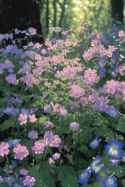 可爱小花图片大全_哪里找高清可爱小花壁纸