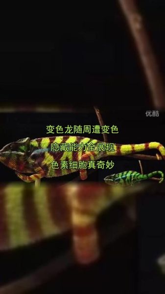 变色龙图片大全_变色龙为什么变色