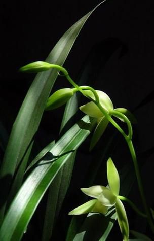 幽兰图片大全_幽兰高清壁纸哪里找