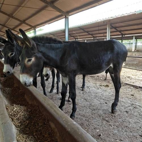 驴的图片大全_驴的品种有哪些