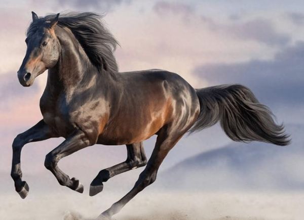 马的图片大全大图片_高清大图哪里找