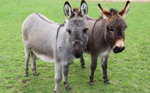 驴的图片大全_驴的品种有哪些