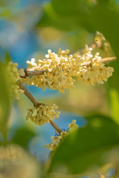 桂花图片大全_如何拍摄桂花细节