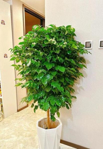 幸福树图片大全大图_幸福树高清图片怎么拍