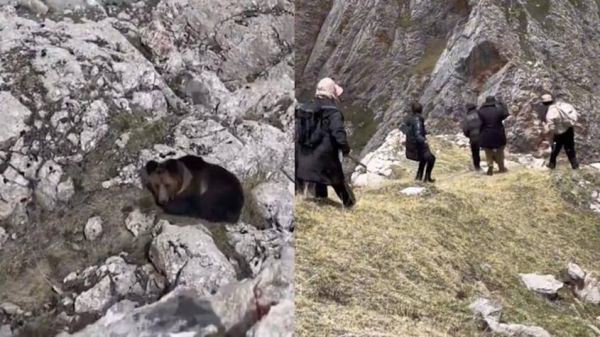 梦到小熊是什么意思_梦到小熊的吉凶预兆