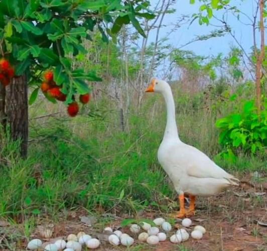 梦到捡鹅蛋是什么意思_孕妇梦见捡鹅蛋预示什么