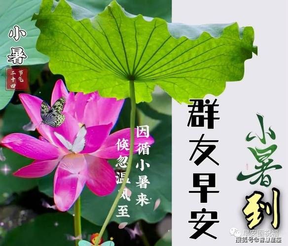 夏天问候图片大全_如何挑选清凉配图