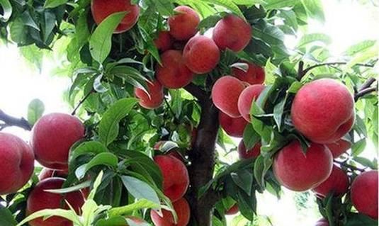 梦到偷桃子是什么意思_偷桃子梦境解析