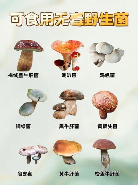 大蘑菇图片大全_如何辨别可食用品种