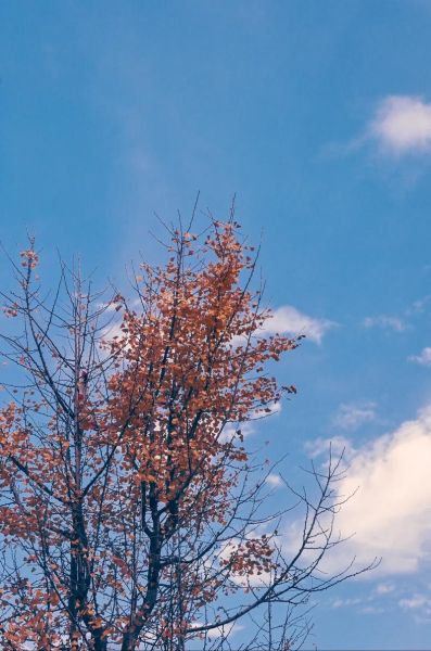 深秋图片大全_如何拍出氛围感