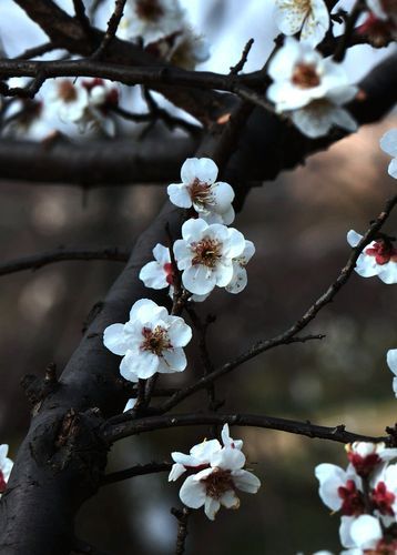 冬梅图片大全_如何拍摄最美冬梅