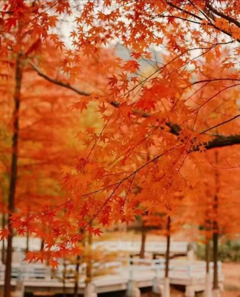 香山图片大全哪里找_香山红叶什么时候最红