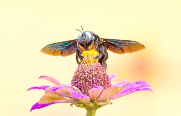 梦到蜜蜂是什么意思_梦到蜜蜂是吉兆吗