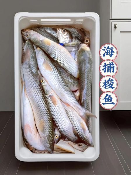 梭子鱼长什么样_梭子鱼图片大全高清