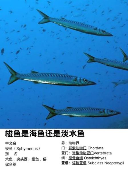 梭子鱼长什么样_梭子鱼图片大全高清