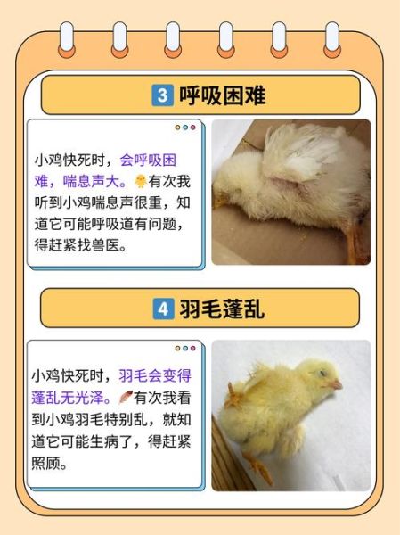 梦到小鸡破壳而出是什么意思_周公解梦原版解析